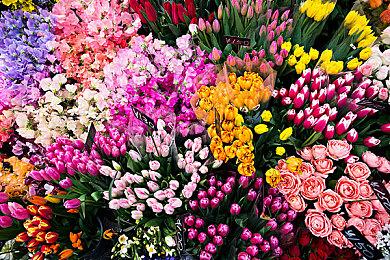 《EA Sports FC 24》9＆29发售 标准版封面哈兰德